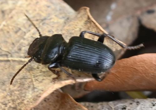 Dixus clypeatus